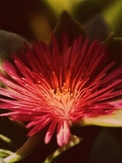 Чудесный цветок обои