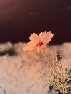 Полевой цветок обои