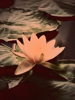 Кувшинка обои