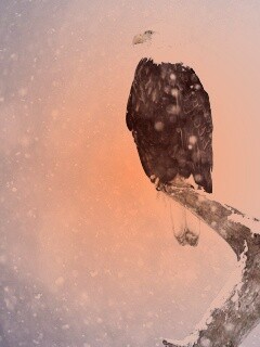 Орлы на ветке в снегопад обои