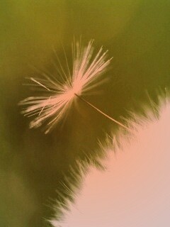 Пушинка одуванчика обои