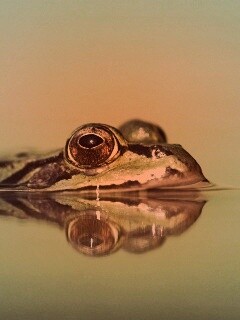 Лягушка обои