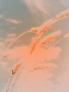 Колосья обои