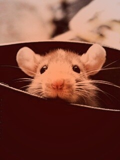 Мышонок выглядывает из ботинка обои