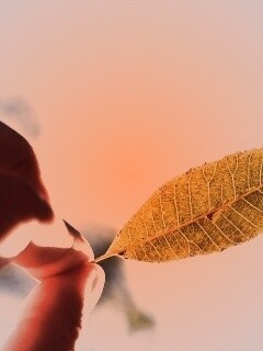 Листик в пальцах обои