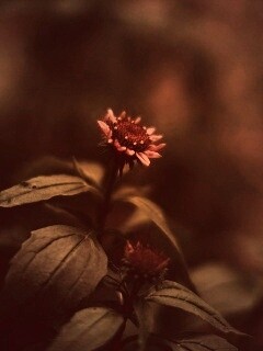 Фотография цветка обои