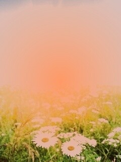 Поле ромашек обои