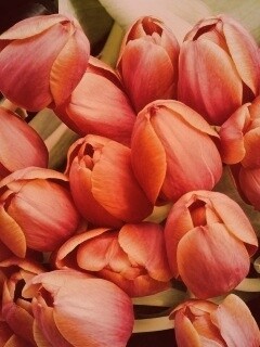 Букет красных тюльпанов обои