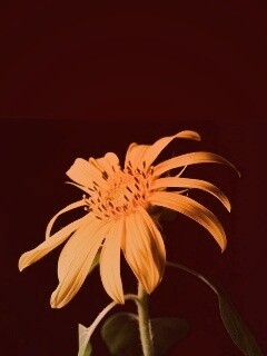 Жёлтый цветок на чёрном фоне обои