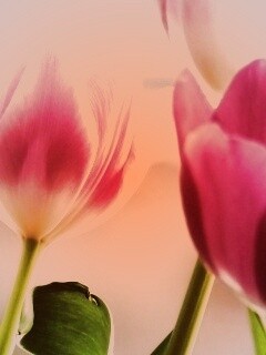 Тюльпаны обои