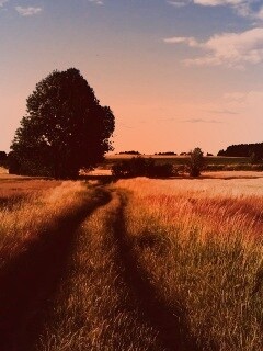 Колея в поле обои