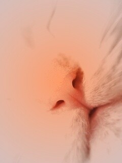 Кошачья мордочка обои