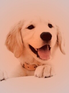 Щенок голден ретривера обои
