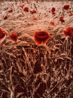 Красные маки обои