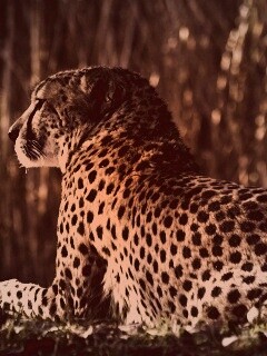 Гепард обои