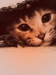 Кот под ковриком обои