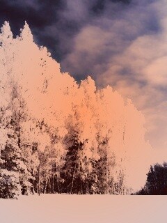 Заснеженные деревья обои