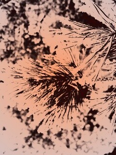 Хвойная ветка обои