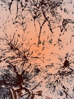 Фото сосны обои