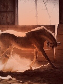 Белая лошадь в загоне обои