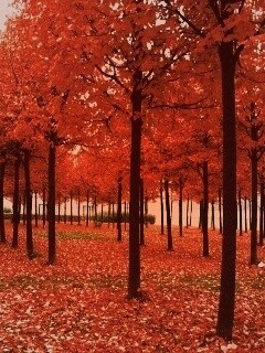 Скачать бесплатно осень обои