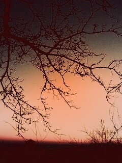 Закат сквозь ветки деревьев обои