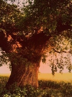 Старый дуб обои