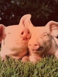 Два поросёнка обои