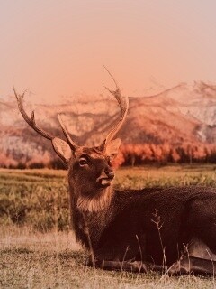 Олень отдыхает в предгорьях обои