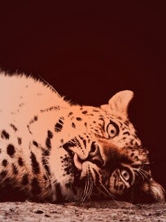 Большая пятнистая кошечка обои