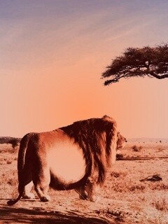 Толстый лев обои