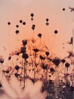 Полевые цветы летом обои