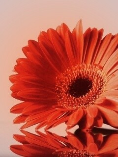 Гербер на стекле обои