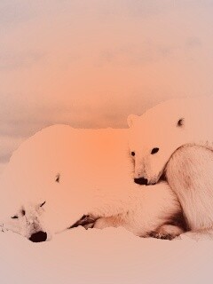 Белые мишки спят обои