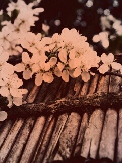 Веточка цветущей вишни обои