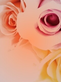 Букет разноцветных роз обои