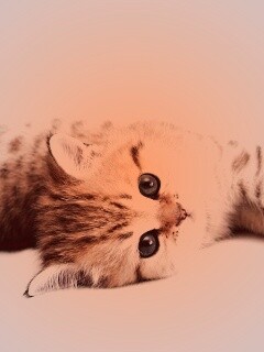 Рыжиый котенок с синим глазами обои