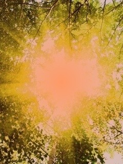 Яркий зеленоватый свет пробивающийся сквозь листву обои