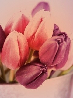 Розовые и фиолетовые тюльпаны обои