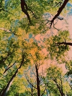 Кроны деревьев обои