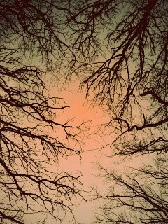 Голые кроны деревьев на фоне неба обои