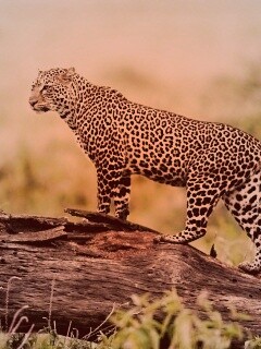 Леопард на природе обои