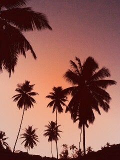 Пальмы на фоне фиолетового неба обои