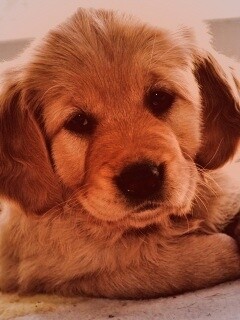 Сонный щенок лабрадора обои