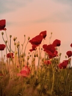 Цветущие маки обои