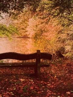 Скамейка в лесу обои