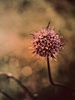 Цветок в макро обои