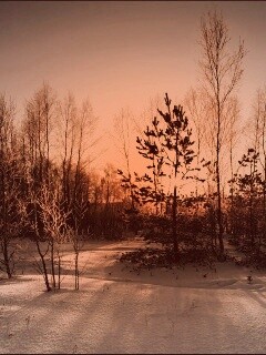 Зимний лес обои