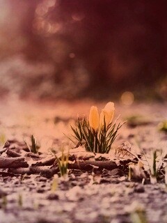 Весенняя трава и цветы обои