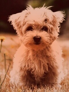 Щенок болонки обои